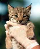 La población del lince ibérico se recupera