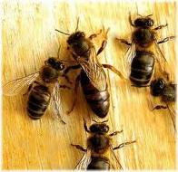 Las abejas matematicas