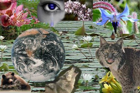 Biodiversidad es vida