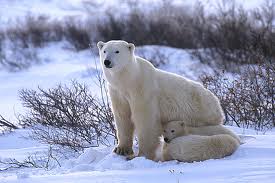 El oso polar y el calentamiento global