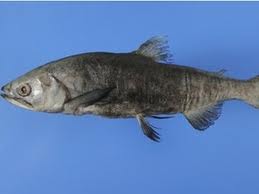 Kunimasu vuelve a la vida