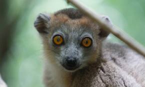 Un nuevo «espíritu de la noche»