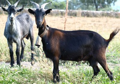 Biodiversidad en ganadería