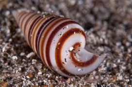 Oceana y la lucha por la biodiversidad marina