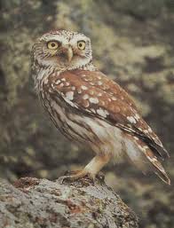 Cuidar la casa para preservar a sus habitantes