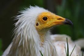 No perdamos tambien al Alimoche