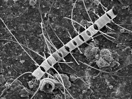 El HESPÉRIDES y la Campaña Malaspina