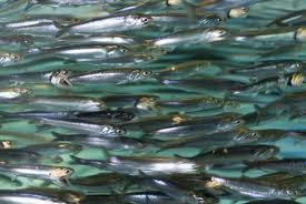 Oceana, Politica Pesquera Común y biodiversidad