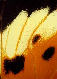 El enigma de las mariposas “transformers” (Heliconius numata)