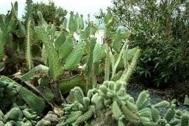 F.T. Maestre y la biodiversidad vegetal