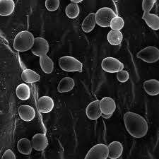 Saccharomyces cerevisiae y los organismos multicelulares