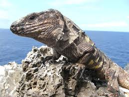 ¿Cómo protegemos la biodiversidad en España?