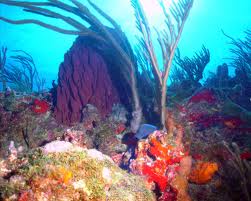 La lista roja de la UICN