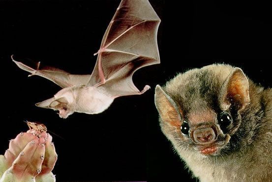 La FAO rescata a los murciélagos del lado oscuro.