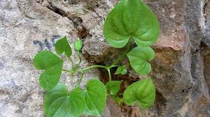 Borderea chouardii y las hambrientas hormigas