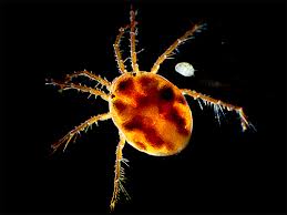 Los habitantes del ecosistema subterráneo