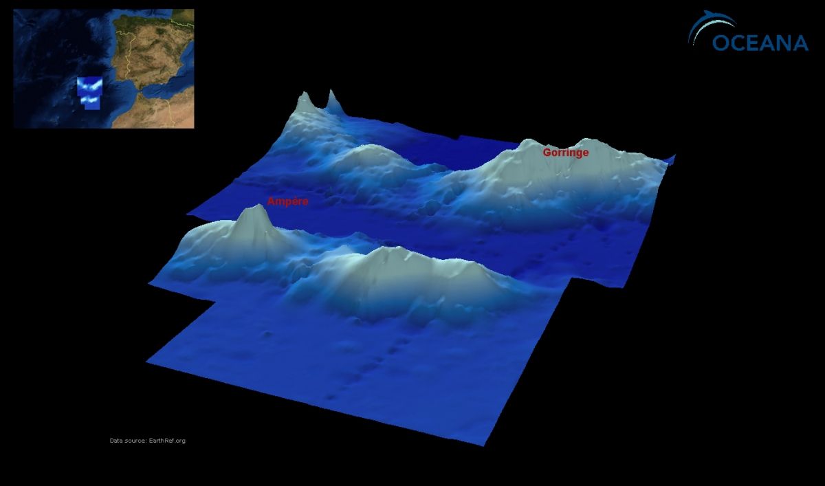 Gorringe, biodiversidad en una montaña submarina.
