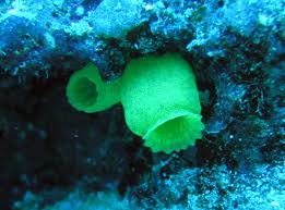 Biodiversidad en Menorca