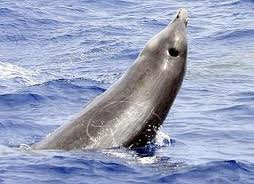 Conozcamos al tímido Zifio