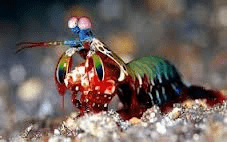 La gamba mantis, “detectora de tumores”