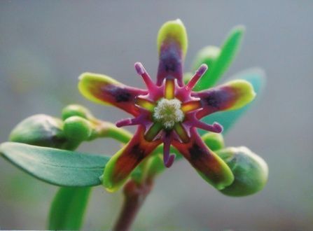 La increible diversidad del desierto en el Centro fitoturístico de Rodalquilar